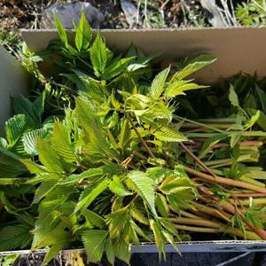 강원도 정선 눈개승마 삼나물 고기나물