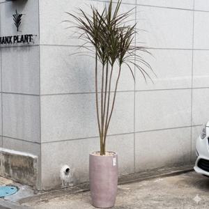 드라세나 마지나타 레인보우 공기정화식물 관엽 대형 개업화분 플랜테리어