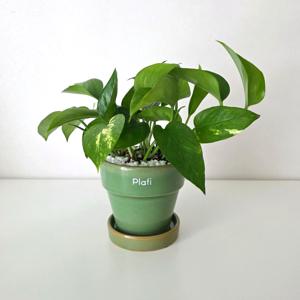 스킨답서스 + 세라믹 화분 세트