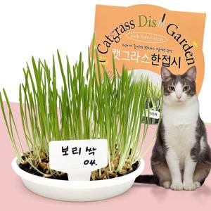 고양이풀 캣그라스 한접시 새싹보리 키우기 씨앗 새싹키우기 키트