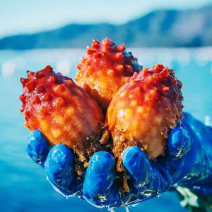 통영 활 멍게 통멍게 특품 1kg 3kg 산지 당일수확 손질 멍게비빔밥용