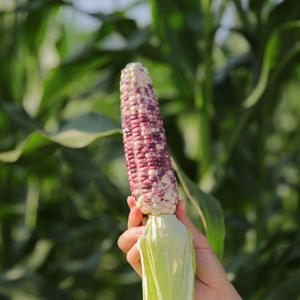전남 곡성 산지직송 흑찰옥수수 급냉 삼기품