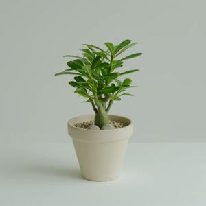 깜찍한 미니바오밥나무 느낌의 데스크테리어 식물 석화 소형/중형 + 독일 토분