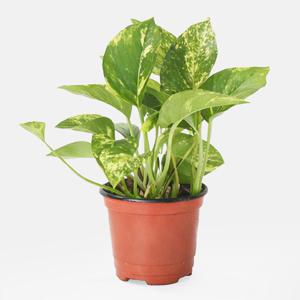 갑조네 마블 스킨답서스 소품 희귀식물 덩굴식물