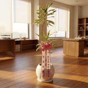 송오브인디아 80~90cm 둥근화분 개업화분 수도권당일수령 축하화분 승진 집들이