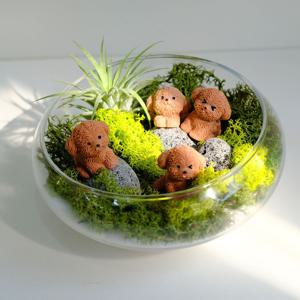 이오난사 푸들 4형제의 작은행복동산