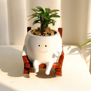 석화 미니바오밥나무 아데니움 이오난사 흔들의자 공기정화식물 개업 승진 축하 이사 오브제