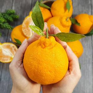 제주직송 과즙팡팡 한라봉 혼합과 2kg 3kg 5kg 10kg