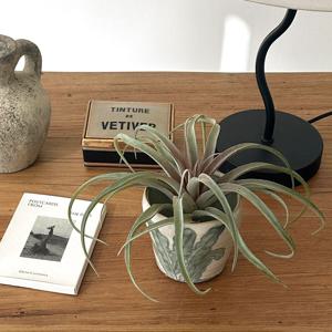 틸란드시아 조화 + 화병 세트 인테리어 오브제