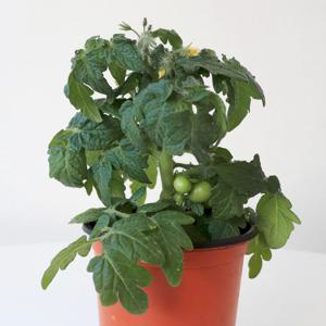 방울토마토 모종 텃밭 채소 키우기 홈가드닝