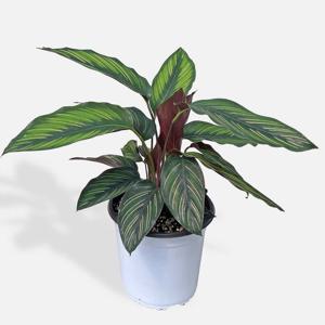 칼라데아 뷰티스타 싱그러운 중형 식물 모종