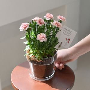 향카네이션 유리 화분 식재 선물 세트 어버이날 스승의날 카네이션 생화 선물