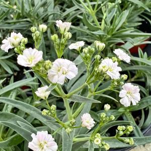 겹안개꽃 야생화 싱그러운 소형 식물 꽃모종