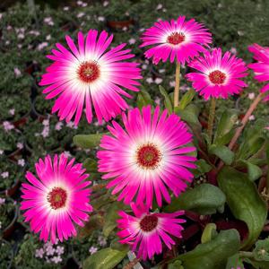 리빙스타 데이지 12호 야생화 모종 봄꽃 국화꽃