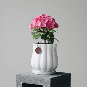 수국외목대 튤립화분 거실 인테리어 식물 꽃나무