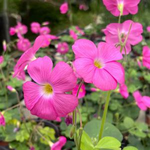 큰 잎 사랑초 소형 플랜테리어 꽃모종 분홍사랑초