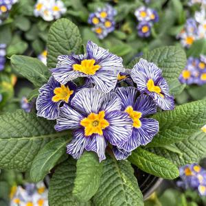 지브리 앵초 소형 꽃모종 야생화 봄꽃 인테리어 식물