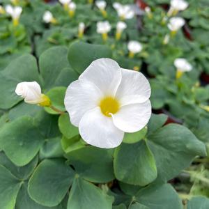 참 사랑초 소형 플랜테리어 꽃모종 흰색사랑초