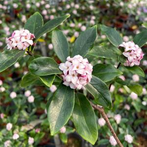 천리향 외목대 중형 향기나는꽃 서향나무 향나무