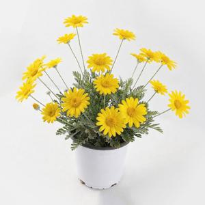 유리호프스 중품 봄꽃 공기정화식물 야생화 화초