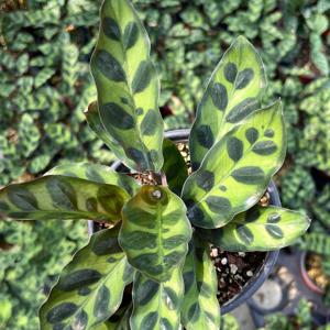 칼라데아 인시그니스 소형 인테리어 홈가드닝 공기정화식물