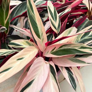 칼라데아 멀티칼라 중형 인테리어 홈가드닝 공기정화식물