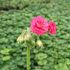 ESS 게이샤 제라늄 소형 꽃모종 페라고늄 유럽제라늄