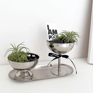 이오난사 실버 오브제 세트 공기정화 식물