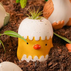 틸란드시아 이오난사 + 치키치킨 1종 / 공중식물 미니화분 탁상식물 인테리어 선물용