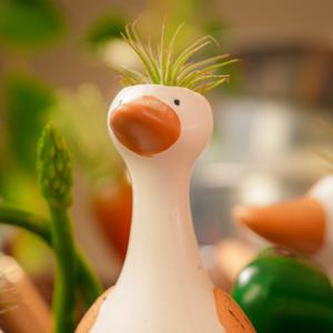 틸란드시아 이오난사 + 실리구즈 1종 / 공중식물 미니화분 오리화분 탁상식물 선물용