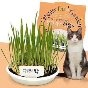 고양이풀 캣그라스 한접시 새싹귀리 키우기 씨앗 새싹키우기 키트