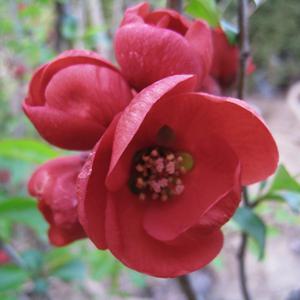 명자나무 흑광 키60cm 꽃나무 정원수 봄꽃