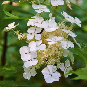 떡갈잎수국 아이스크리스탈 15cm포트 목수국 꽃나무 여름꽃