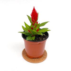 촛불맨드라미 야생화 맨드라미 포트 여름 화단 꽃 모종