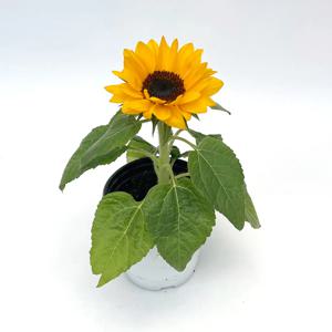 해바라기 생화 화분 모종 꽃바구니 여름 꽃화분