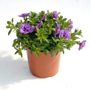 밀레니엄벨 슈퍼벨 칼리브라코아 밀리언벨 꽃모종 여름모종