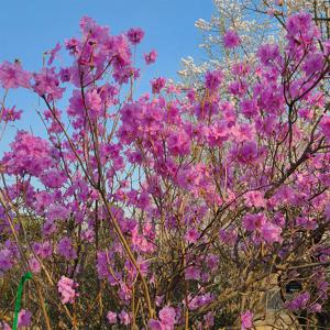 진달래나무 4치포트 봄꽃 야생화 다년생