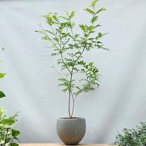 물푸레나무 식물 인테리어 거실화분 개업 이사 승진 축하화분