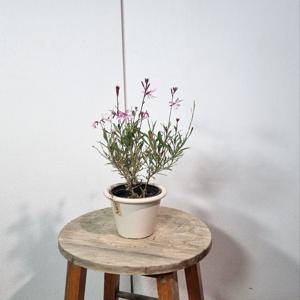 목대 바늘꽃 가우라 나비 바늘꽃 인테리어 플랜테리어 예쁜꽃 월동꽃