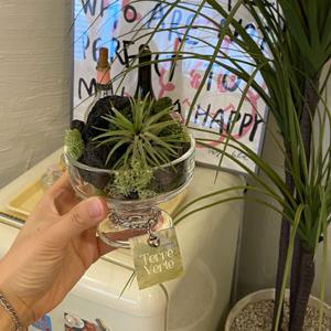 이오난사 디저트잔SET 공기정화식물 인테리어 이끼숲