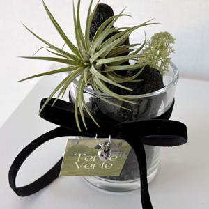 이오난사 블랙벨벳리본 캔들 공기정화식물 인테리어 오브제