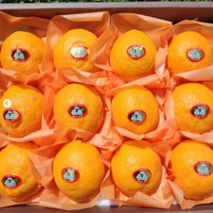 제주직송 프리미엄 카라향 가정용 선물용 과일선물세트 3kg 5kg