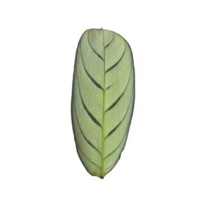 칼라데아 아마그리스 반음지에서 키우는 감성 플랜테리어 식물