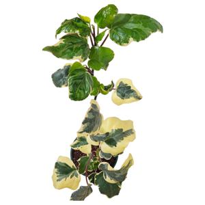 이탈리아 감성 무늬 아이비 고급스러운 무늬 마랭고 아이비