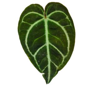 안스리움 하이브리드 매그니피컴 x 크리스탈리넘 희귀식물 벨벳 안스리움