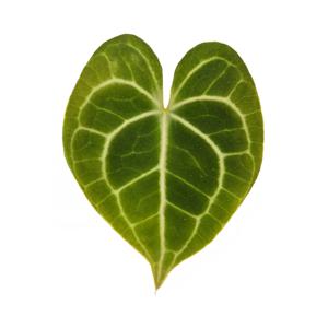 도라야끼 실버 관엽식물 인테리어식물 희귀식물