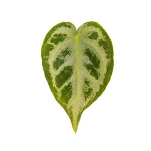 안스라움 호말로메나 도라야끼 인테리어식물 희귀식물