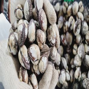 남해 벌교산 새꼬막 3kg