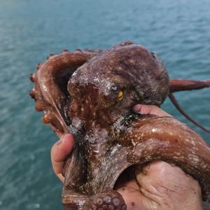 당일조업 남해안 활 돌문어 1kg 1-3미