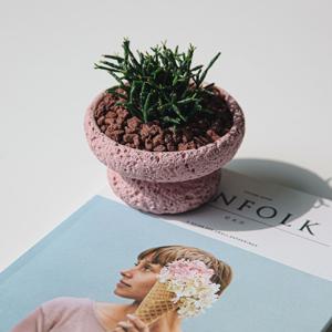 립살리스뽀빠이 스톤스탠드